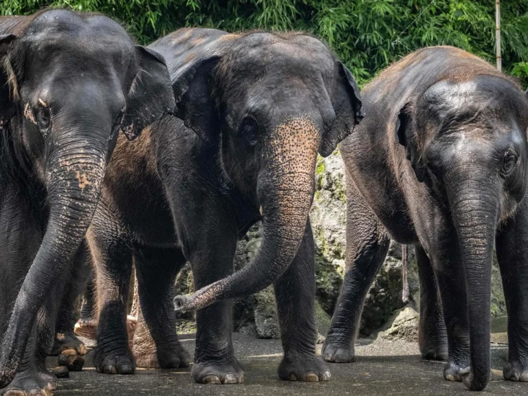 elephant_1770275723801_1770275723996